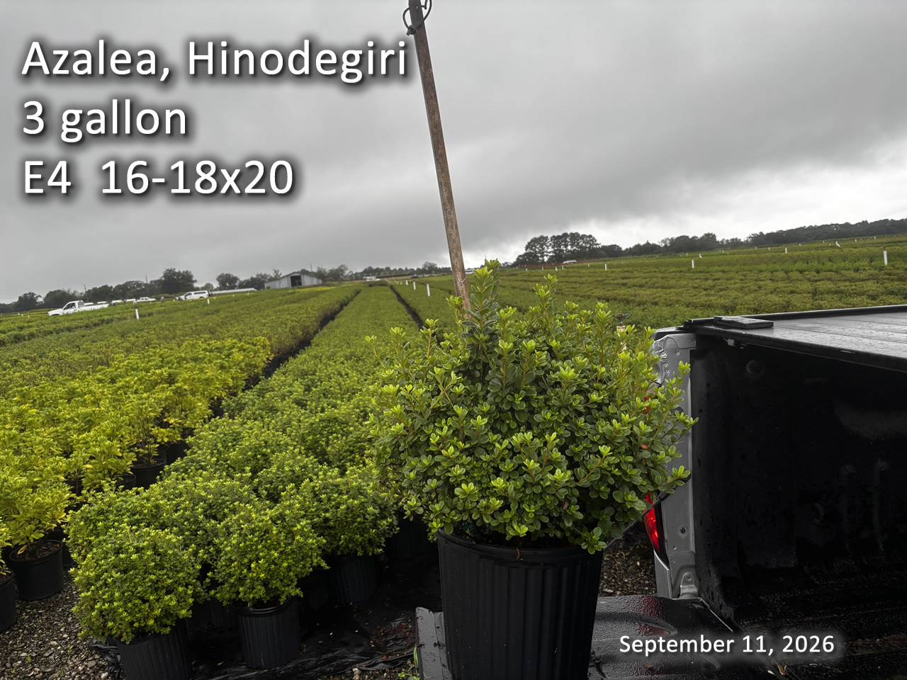 gallery/hino3 e4 sept11.jpg